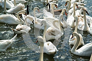 Swans in the lake