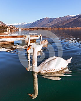 Swans in the lake in Alps