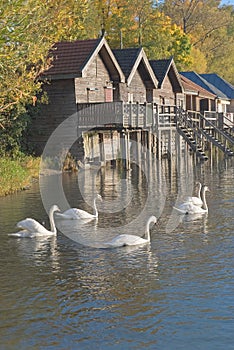 Swans on Lake Ammer