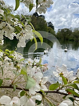 Swans on lake with apple blossom 