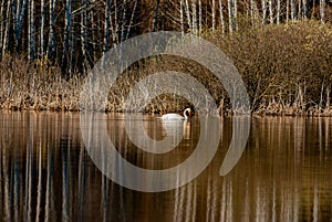 Swans on the lake on an April sunny morning!