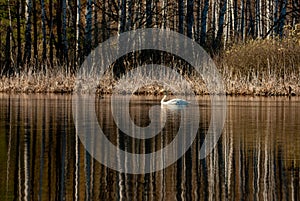 Swans on the lake on an April sunny morning!