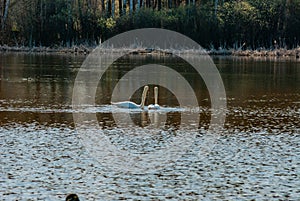 Swans on the lake on an April sunny morning!