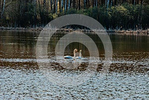 Swans on the lake on an April sunny morning!