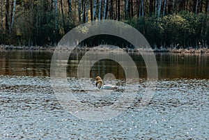 Swans on the lake on an April sunny morning!