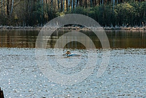 Swans on the lake on an April sunny morning!