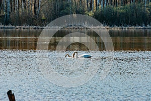 Swans on the lake on an April sunny morning!