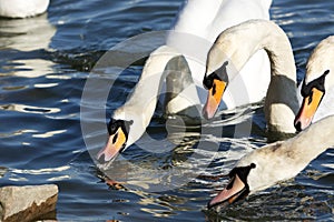 Swans at Lake Balaton, Hungary