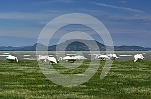 Swans at Lake Balaton, Hungary