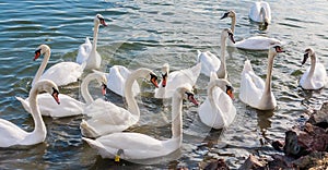 Swans at Lake Balaton, Hungary