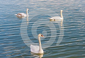 Swans at Lake Balaton, Hungary