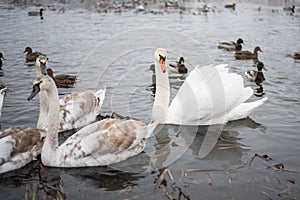 Swans on the lake, with chicks, in the winter