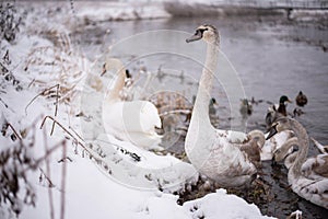 Swans on the lake, with chicks, in the winter