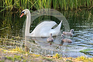 Swans on the lake. Familiy