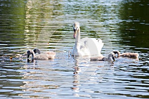 Swans on the lake. Familiy of swans