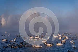 Swans lake fog sky azure winter frost