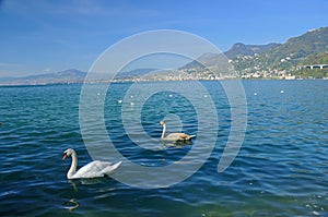 Swans on lake geneva
