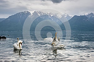 Swans on Lake Geneva in Lausanne, Switzerland