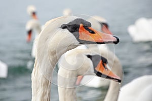 Swans in the Lake of geneve switzerland