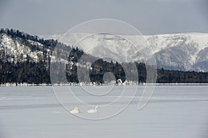 Swans in lake kussharo