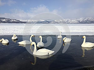 Swans in lake kussharo