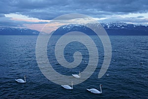 Swans in Lake Lausanne Switzerland