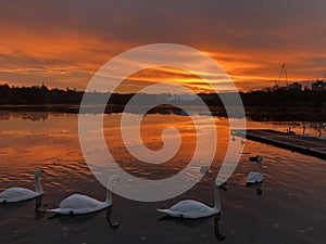 Swans on a lake - London