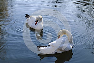 White swans