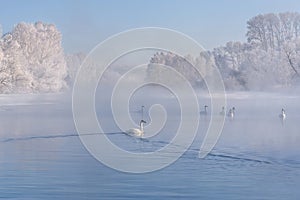 Swans lake mist azure wintering