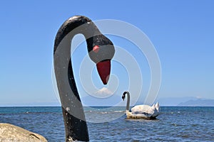 Swans in lake with Osorno Volcano, Patagonia