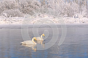 Swans lake snow frost winter couple