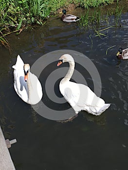 Swans on the lake