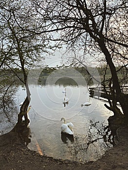 Swans On a lake sunrise united kingdom