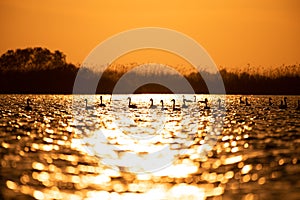 Swans on the lake at sunset in Danube Delta , Romania wildlife bird watching