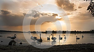 Swans on the lake at sunset