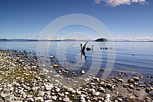 Swans On Lake Taupo