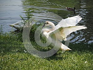 Swans at a lake in Topeka Zoo, Kansas, United States