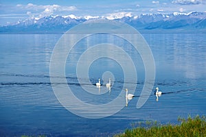 The swans in laker of Sailimu lake Xinjiang, China