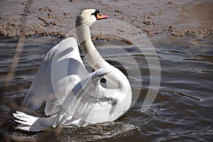 Swans- largest extant members of the waterfowl family Anatidae, and are among the largest flying birds.