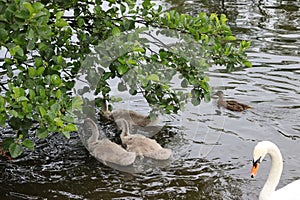 Swans Liffey River in Dublin