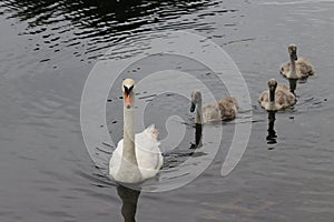 Swans Liffey River in Dublin