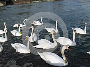 Swans