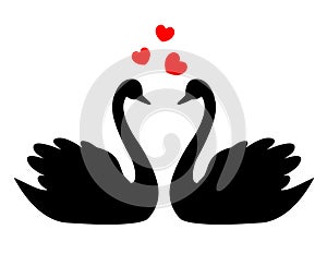 Cisnes enamorado 