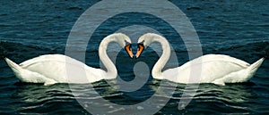 Swans in love