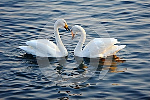 Swans in Love