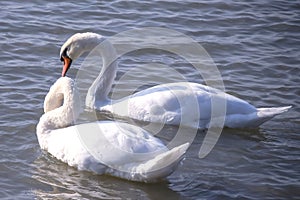 Swans in love, Dunav River, Belgrade, Serbia