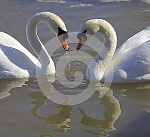 Swans. Love. Heart.