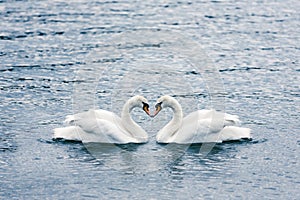 Cisnes enamorado 