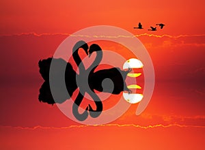 Swans in love at sunset