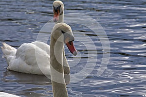 Swans` love for their partners is so deep they mate for life. They are creatures of myth that only sing when they are dying. ... M